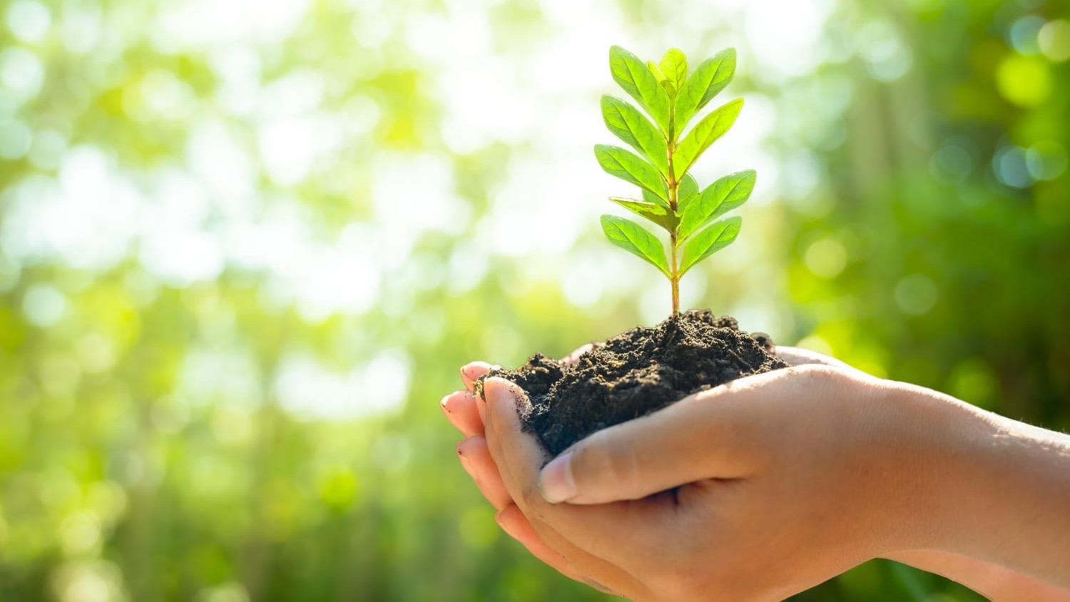 Máy rửa hơi nước nóng Optima Steamer